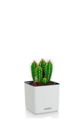 Кактус Неораймондия Герцога 12/20 см в CUBE COLOR 14, белый