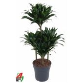 Драцена Компакта карусель d24 см h100-125 см Драцена Компакта карусель d24 см h100-125 см