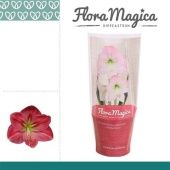 Гиппеаструм Sweet Pink Flora Magica 2 ствола d12 см h25 см