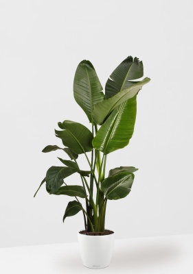 Стрелиция Николай 27/200 см в CLASSICO COLOR 35