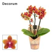 Фаленопсис Perfíum 3-4st Bolgheri 3-4st d12 см h40 см Фаленопсис Perfíum 3-4st Bolgheri 3-4st d12 см h40 см