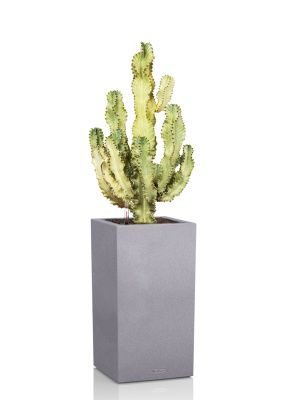Эуфорбия Ингенс в CANTO STONE HIGH 40, серый камень