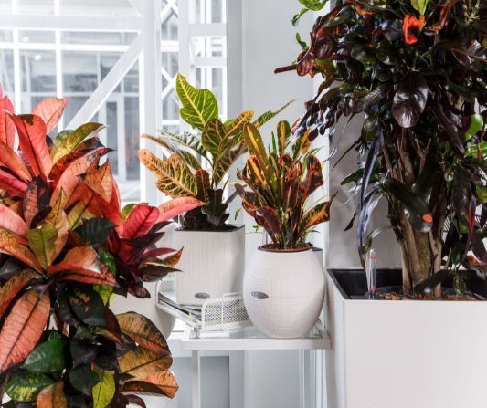 Беспощадные батареи: как ухаживать за комнатными растениями зимой