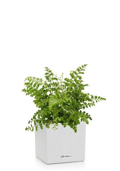 Папоротник Парвати в CANTO STONE 14 Папоротник Парвати в CANTO STONE 14