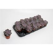 Эхеверия Перл Вон Нюрнберг d8.5 см h15 см