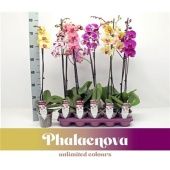 Фаленопсис 1 ствол Mix 9/12+ (phalaenova) d12 см h75 см Фаленопсис 1 ствол Mix 9/12+ (phalaenova) d12 см h75 см