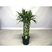 Драцена Сандериана Бамбук Виктори цилиндр d19 см h70 см Драцена Сандериана Бамбук Виктори цилиндр d19 см h70 см