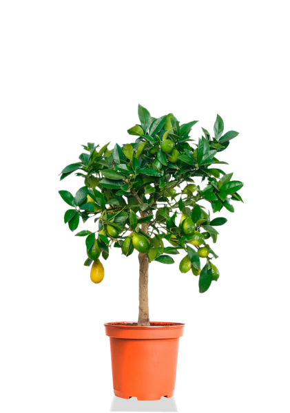 Лаймкват на стволе 22/75 см