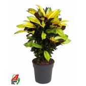 Кротон Кодиеум Миссис Айстон бранч d21 см h70 см