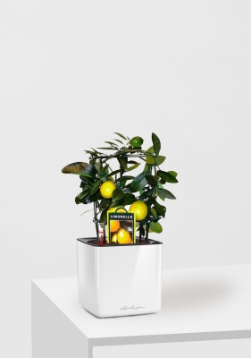 Цитрус Лимон на решетке 12/30 см в CUBE GLOSSY 14 Цитрус Лимон на решетке 12/30 см в CUBE GLOSSY 14