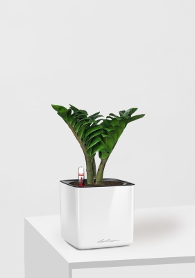 Замиокулькас Зензи 12/30 см в CUBE GLOSSY 14