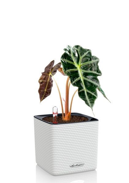 Алоказия Полли 12/30 см в CUBE COLOR 14