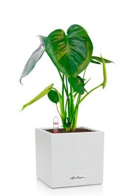 Монстера Делициоза 12/40 см в CANTO STONE 14, песочный белый