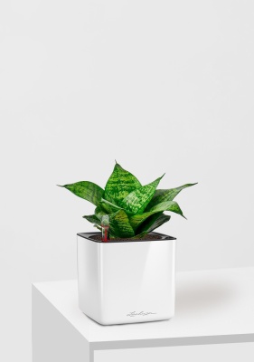 Сансевиерия Ханни 12/25 см в CUBE GLOSSY 14 Сансевиерия Ханни 12/25 см в CUBE GLOSSY 14