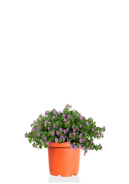 Бакопа микс 23/40 см Бакопа микс 23/40 см