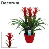 Гузмания Ostara Forma Red (decorum) d21 см h65 см Гузмания Ostara Forma Red (decorum) d21 см h65 см
