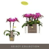 Фаленопсис 2 ствола Fay (opti) d7 см h25 см Фаленопсис 2 ствола Fay (opti) d7 см h25 см