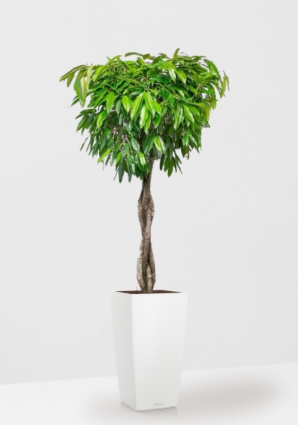 Фикус Амстел Кинг переплетенный 35/160 см в CUBICO COLOR 40 Фикус Амстел Кинг переплетенный 35/160 см в CUBICO COLOR 40