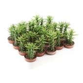 Опунция Subulata d5.5 см h10 см