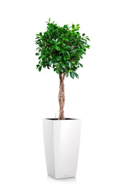 Фикус Нитида переплетенный 23/110 см в CUBICO 30