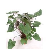 Хомаломена Rubescens Maggy d27 см h120 см