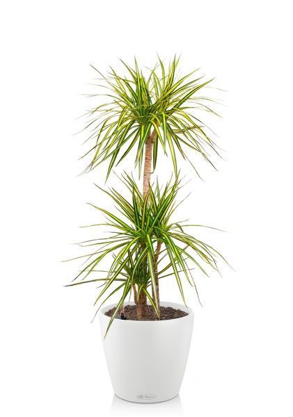 Драцена Маргината Санрей 3 ствола 27/150 см в CLASSICO COLOR 35