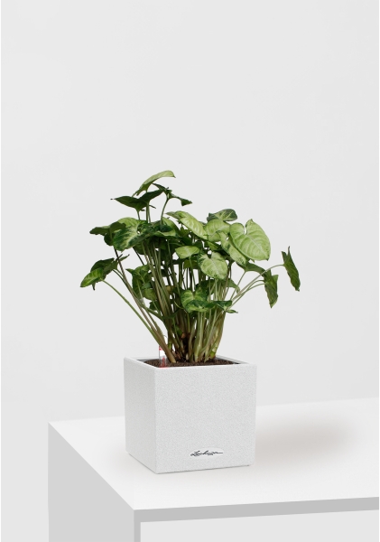 Сингониум Пикси 12/20 см в CANTO STONE 14