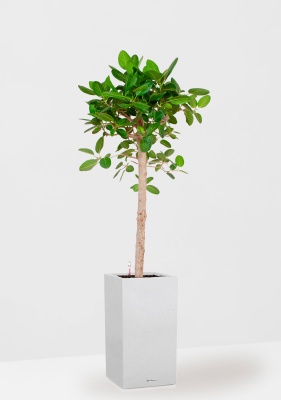 Фикус Бенгальский Одри на штамбе 24/110 см в CANTO STONE HIGH 30 Фикус Бенгальский Одри на штамбе 24/110 см в CANTO STONE HIGH 30