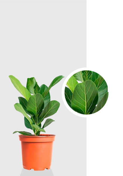 Фикус Бенгальский Одри 12/30 см Фикус Бенгальский Одри 12/30 см