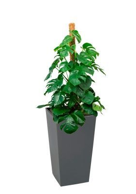 Монстера на опоре 27/130 см в Finezja 40x40, серый бетон Монстера на опоре 27/130 см в Finezja 40x40, серый бетон