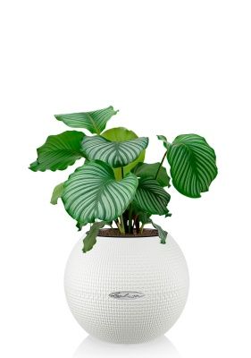 Калатея Орбифолия 12/40 см в PURO 20, белый