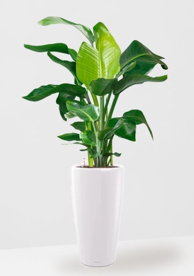 Стрелиция Николай 27/140 см в RONDO 40, белый блестящий 