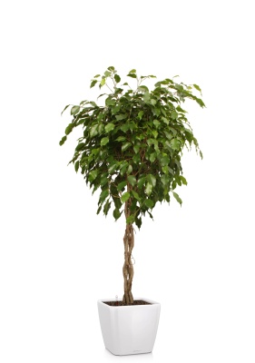 Фикус Экзотика переплетенный 30/150 см в QUADRO LS 43 Фикус Экзотика переплетенный 30/150 см в QUADRO LS 43