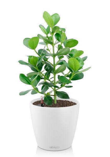 Клузия в CLASSICO COLOR 21