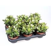 Крассула денежное дерево d10.5 см h15 см Крассула денежное дерево d10.5 см h15 см