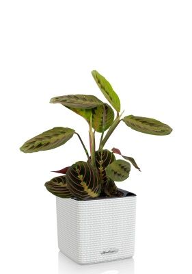 Маранта в CUBE 14, белый Маранта в CUBE 14, белый