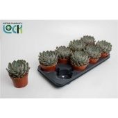 Эхеверия Пелисуда d12 см h15 см