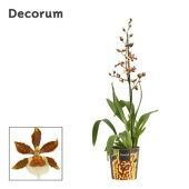 Орхидея Камбрия Голд Раш 1 ствол d12 см h65 см тип 2 Орхидея Камбрия Голд Раш 1 ствол d12 см h65 см тип 2