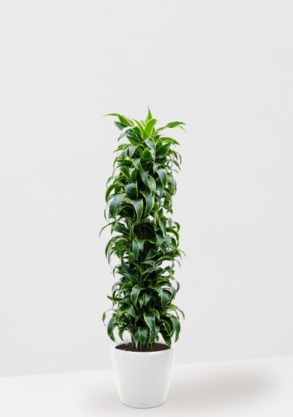 Драцена Дорадо бранч 34/170 см в CLASSICO LS 43 Драцена Дорадо бранч 34/170 см в CLASSICO LS 43