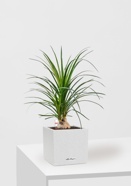 Нолина Спутник 12/40 см в CANTO STONE 14