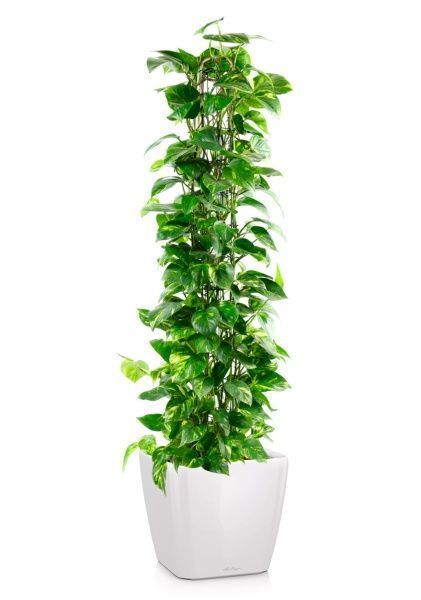 Сциндапсус Ауреум пирамида 27/160 см в QUADRO LS 35