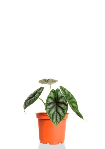 Алоказия Драгон Скейл 12/25 см Алоказия Драгон Скейл 12/25 см