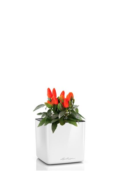 Капсикум микс 10/25 в CUBE GLOSSY 14