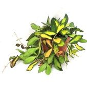 Хойя d12 см h20 см (Голландия) Хойя d12 см h20 см (Голландия)