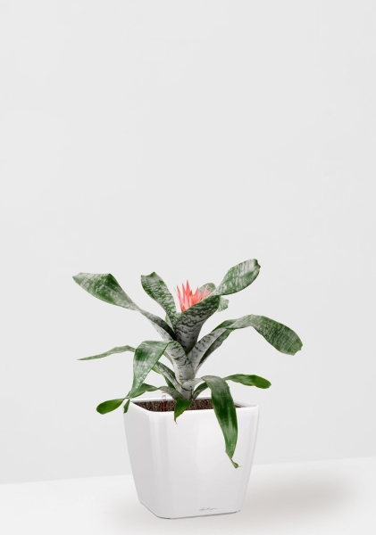 Эхмея 17/50 см в QUADRO LS 21 Эхмея 17/50 см в QUADRO LS 21