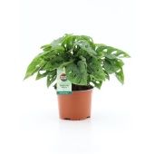 Монстера Adansonii d12 см h25 см тип 1