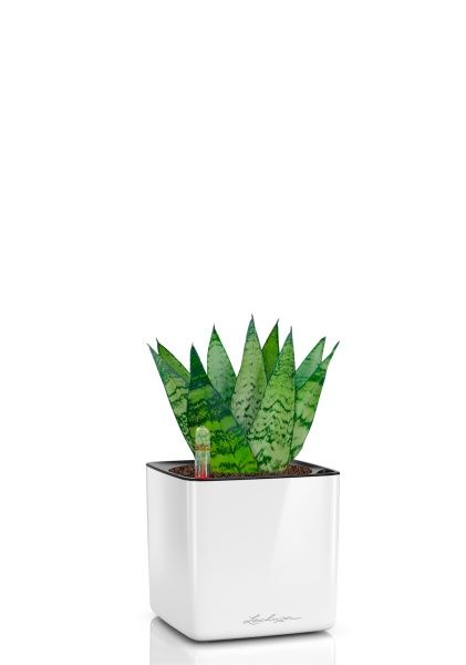 Сансевиерия Зейланика 9/30 см в CUBE GLOSSY 14 Сансевиерия Зейланика 9/30 см в CUBE GLOSSY 14