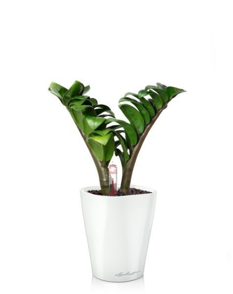 Замиокулькас Зензи 9/15 в MINI DELTINI 10