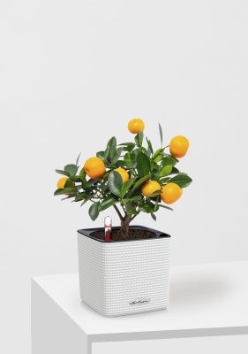 Цитрус Каламондин 12/30 см в CUBE Color 14, белый Цитрус Каламондин 12/30 см в CUBE Color 14, белый