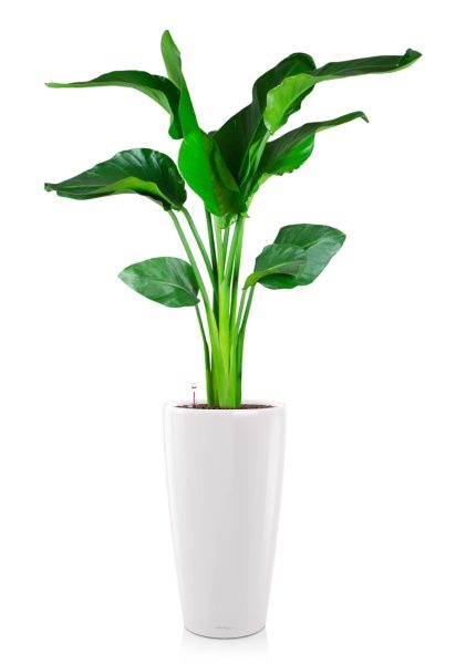 Стрелиция Николай 21/100 в RONDO 32 Стрелиция Николай 21/100 в RONDO 32